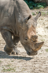 Rhinoceros close-up photo on a sunny day