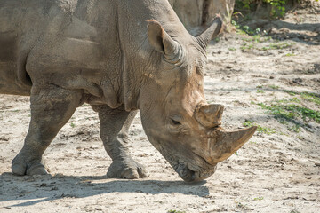 Rhinoceros close-up photo on a sunny day