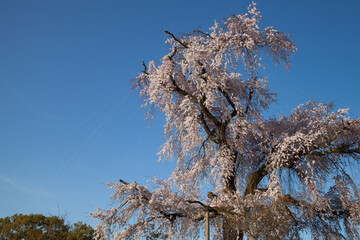 春の青空に映える満開の枝垂れ桜の風景