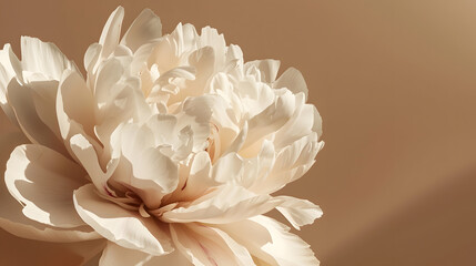 Delicate beige peony flower with aesthetic sunlight shadows on neutral tan brown background : Generative AI