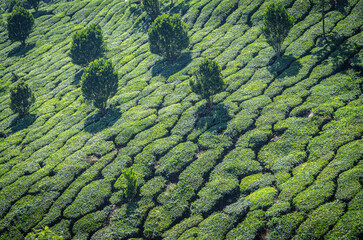 champs de thé dans une plantation de l'est du Kérala