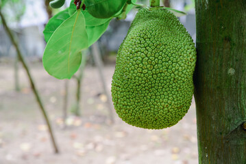 Jack fruit on the tree