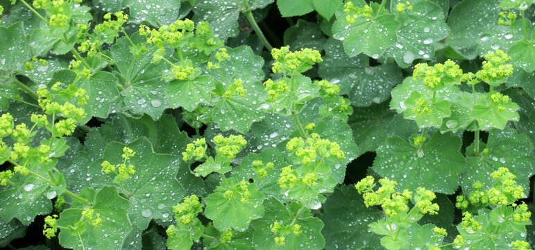 lady's mantle - Gro&szlig;er Frauenmantel - Alchemilla mollis