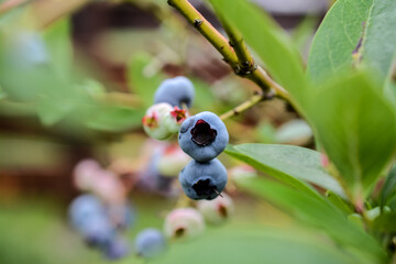 Ripe bilberries on the bush in the summer