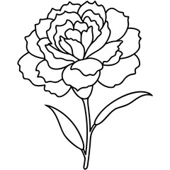vector illustration of Carnation dianthus clove