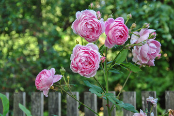 pink roses in garden. blurred background