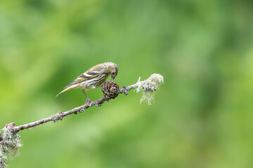 Female Siskin, Spinus spinus, perched on a lichen coverd twig