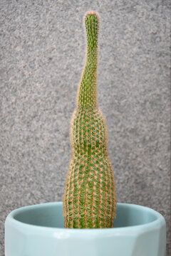 Cactus etiolation due to lack of sunlight