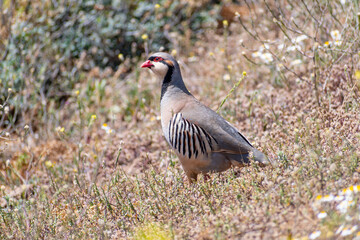 Rock partridge (Alectoris graeca) bird in field at spring