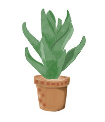 aloe vera plant