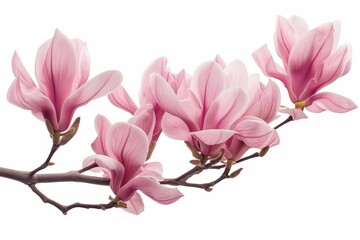 Naklejka premium Stunning Pink Magnolia Branch Featuring Lush Spring Flowers Set Against a Bright and Clean White Background 