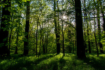 interior of a deciduous forest in spring