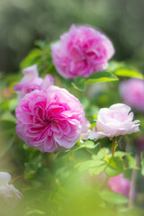 23.06.2024 Białystok Polska. Delikatne światło słoneczne w ogrodzie i piękne róże.