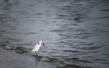 egret eat fish