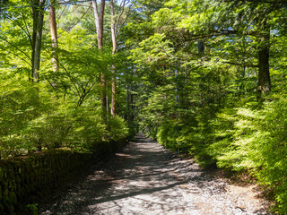 A Quiet Walking Path Surrounded by Deep Green in Karuizawa / 深い緑に包まれた軽井沢の静かな散歩道