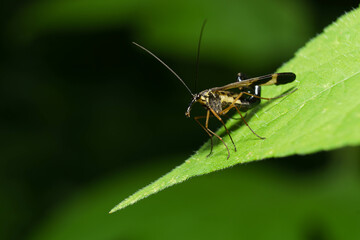 葉の上にとまるマダラシリアゲムシ