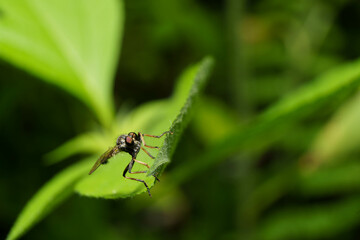 葉の上で休むムシヒキアブ