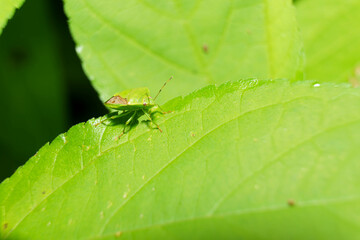 葉にとまるカメムシ