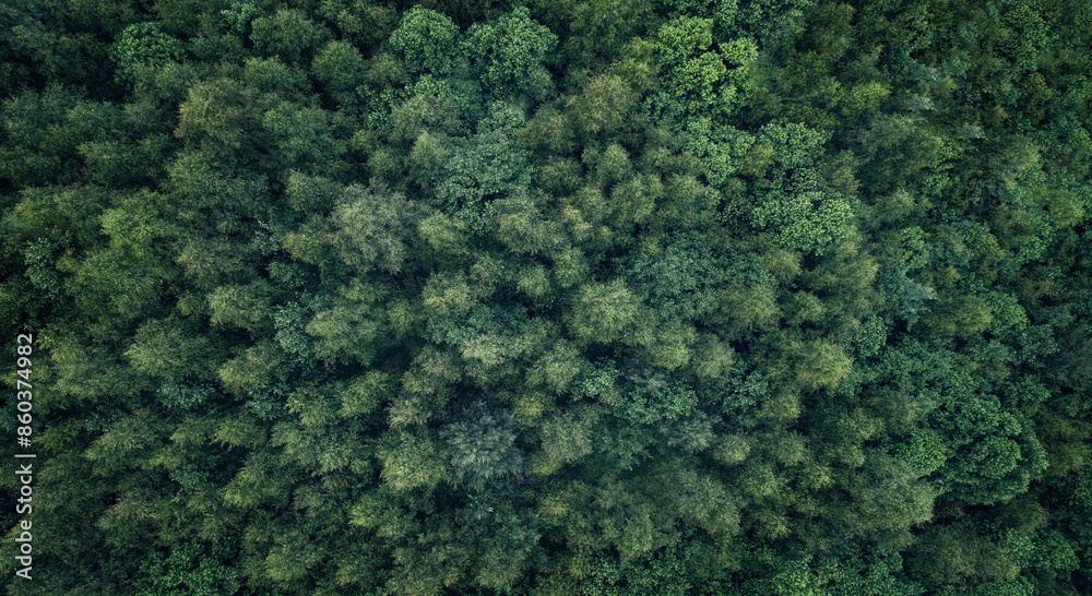 Aufkleber Lush green forest with trees of different sizes aerial view from above. The trees are densely spaced, creating a sense of depth and a sense of being surrounded by nature. Calm and serenity concept