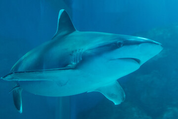 Fototapeta premium Underwater view of a shark swimming in the aquarium with a blue background.