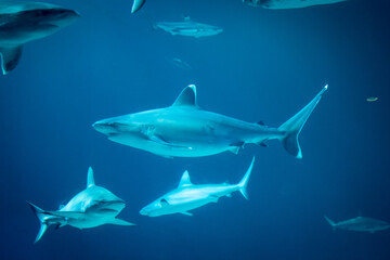 Obraz premium Underwater view of a group of sharks swimming in the aquarium with a blue background.