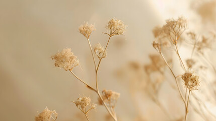 Sensual delicate beige background delicate dry flower in winter in February in Chicago : Generative AI