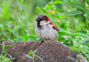 Pardal (Passer domesticus)