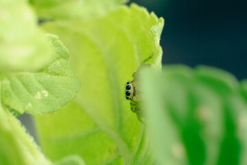 Spider in close-up alone on the leaf. Macro photography.