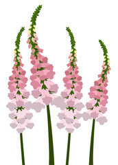 Foxglove, Lady's glove © supissara