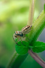 Spider in close-up alone on the leaf. Macro photography.