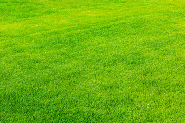 Beautiful view of front yard of private garden. Green grass lawn. 