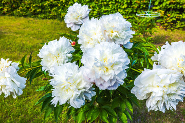 Obraz premium Close up view of blooming white peony bush in garden on sunny day.