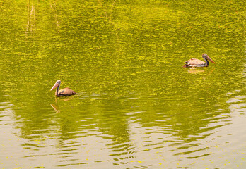 Pair of Gorgeous Pelican bird family. Swimming beautifully in the lake with green background.  Clicked at Vedanthangal birds sanctuary, Tamilnadu, South India, India.