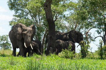 Fototapeta premium Éléphant d'Afrique, Loxodonta africana, Parc national Kruger, Afrique du Sud