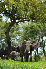 Fototapeta premium Éléphant d'Afrique, Loxodonta africana, Parc national Kruger, Afrique du Sud