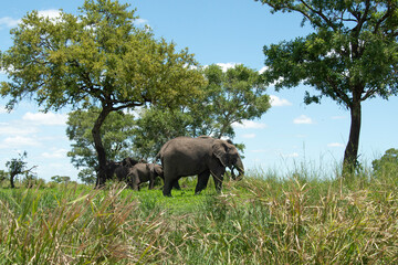 Naklejka premium Éléphant d'Afrique, Loxodonta africana, Parc national Kruger, Afrique du Sud