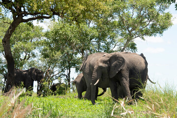 Éléphant d'Afrique, Loxodonta africana, Parc national Kruger, Afrique du Sud