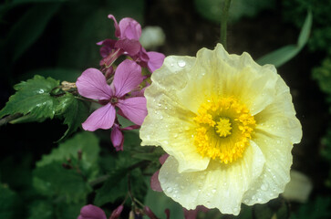 Papaver nudicaule 'Wanderland' (Pavot d'Islande)