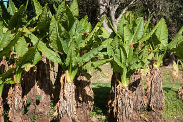 arum de Madagascar, typhonodorum lindleyanum, Madagascar