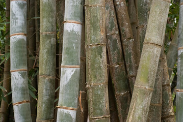Obraz premium Bambou, Phyllostachys nigra 'Henonis'
