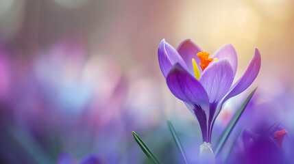 Closeup of a purple Crocus flower on blur background : Generative AI