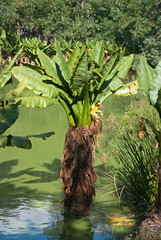 arum de Madagascar, typhonodorum lindleyanum, Madagascar