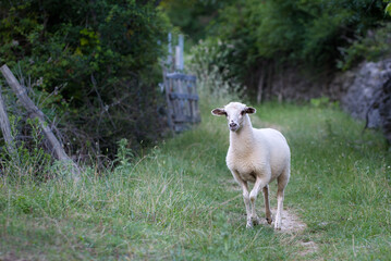 A white sheep walking light footedly along a narrow path surrounded by greenery. Cuteness Overload.