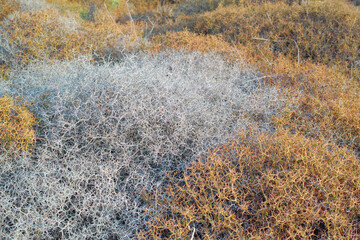 Autumn, countryside and ground with growth or foliage outdoor in countryside for seasonal change. Bush, earth and environment with grass in nature for conservation, environment or sustainability