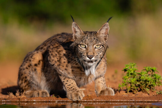 an iberian lynx drinking