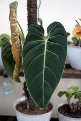 The Philodendron melanochrysum or often called 