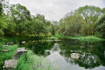 Pond in the forest