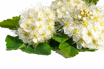 Flowers of perennial decorative spirea on a white background of the rose family.