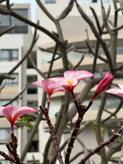 Magnolia blooms in the city close-up