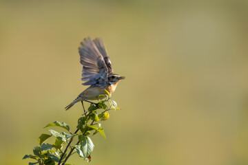 On a sunny summer evening, a male whinchat sits atop the bush, waves by wings with a light yellow-green background,  perpendicular to the camera lens.	